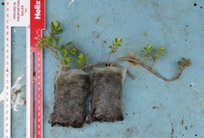 2x Hardy Succulent- Sedum