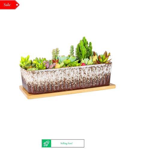 Succulent plant pot with - succulent,