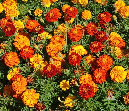 French marigold sparky mix - french,