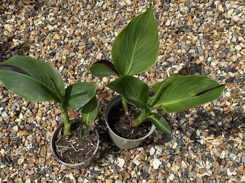 Canna cleopatra fully - 2l,