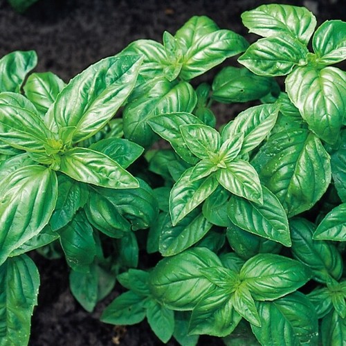 Sweet basil seeds - sweet,