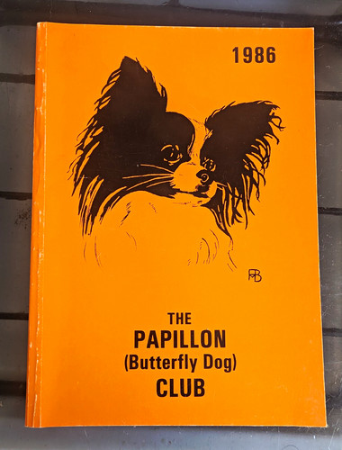 The papillon - papillon, dog)