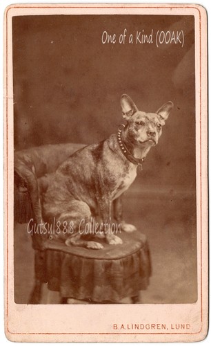 Portrait dog ancestor - portrait,