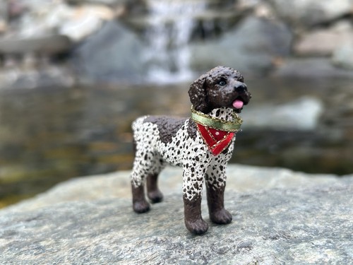 German short hair pointer - short,
