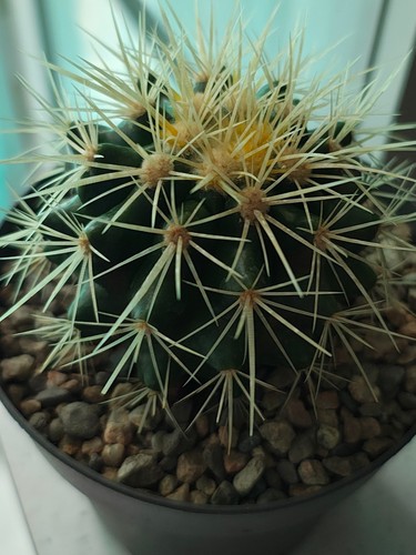 Echinocereus grusonii golden - grusonii,,