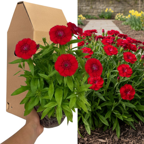 Large plant dianthus dart - 1,