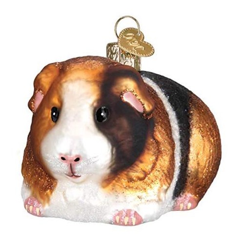 Guinea pig - guinea,