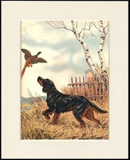 GORDON SETTER DOG AND PHEASANT