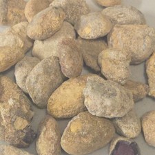 Unopened yowah nuts - yowah,