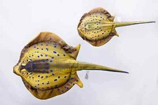 Gaby Blue Spotted Stingray -