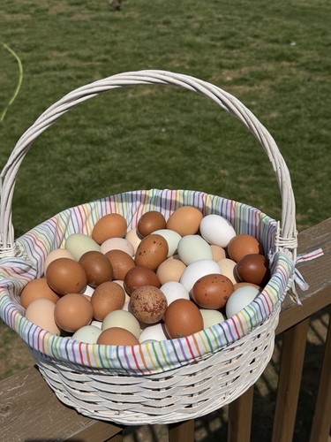 Fertile hatching eggs - 14,