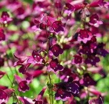 Perennial penstemon - perennial,