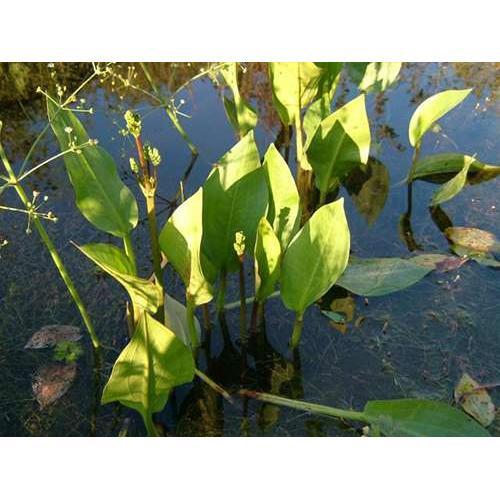 Alisma plantago aquatica