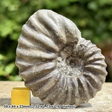 RARE Schlotheimia redcarensis