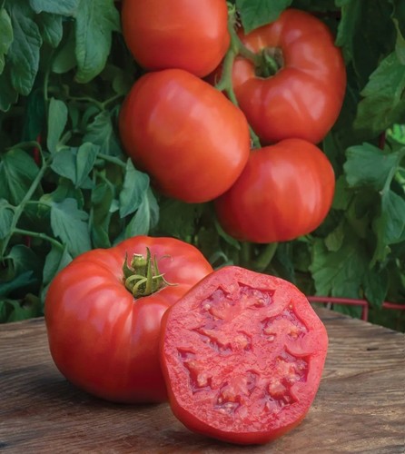 Tomato seeds beefmaster f1 - tomato, 25