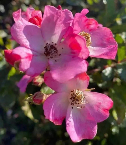 Ballerina standard rose tree - ballerina',