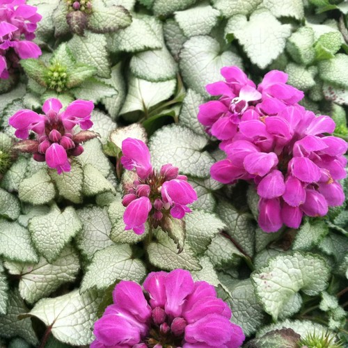 Lamium maculatum beacon - maculatum, ‘beacon