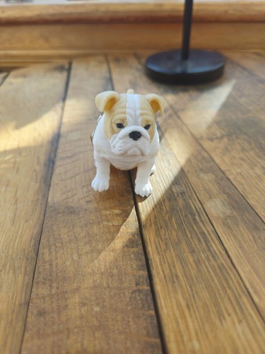 Old english bulldog - old,