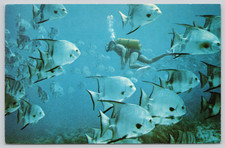 Postcard Scuba Diver with Curious Schooling Spadefish Chaetodipterus faber