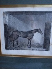 Print Of Babel Racehorse.