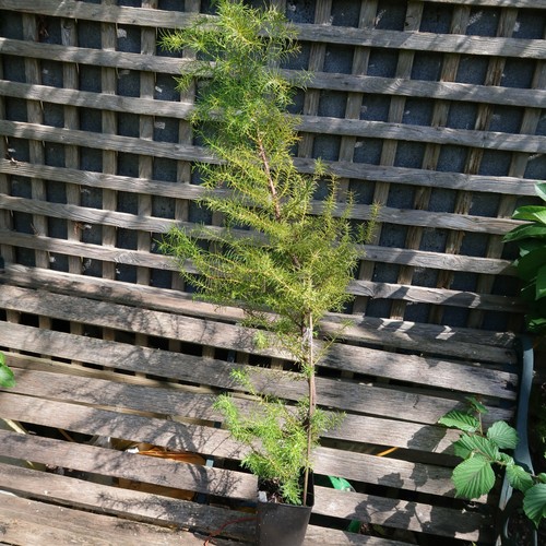 Tree cryptomeria japonica - tree,