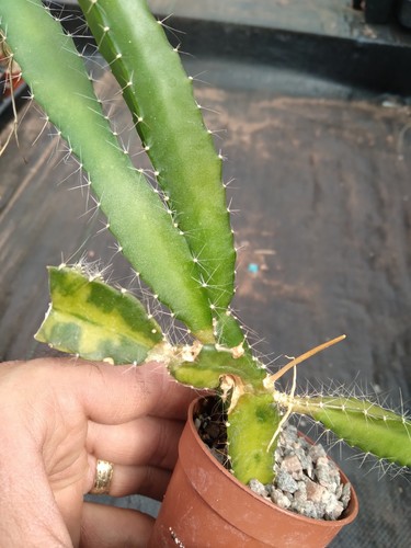 Variegated dragon fruit - variegated,