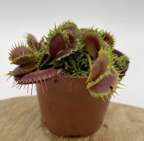 Venus fly trap - 1,
