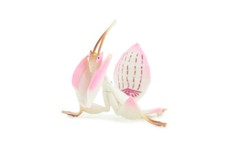 Orchid Mantis Model, Realistic