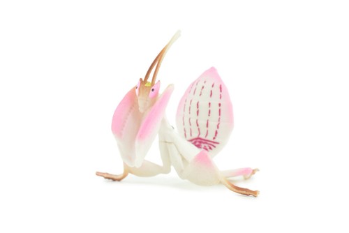 Orchid mantis model realistic - mantis, model,