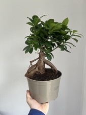 Ficus microcarpa ginseng - ginseng-, 17cm