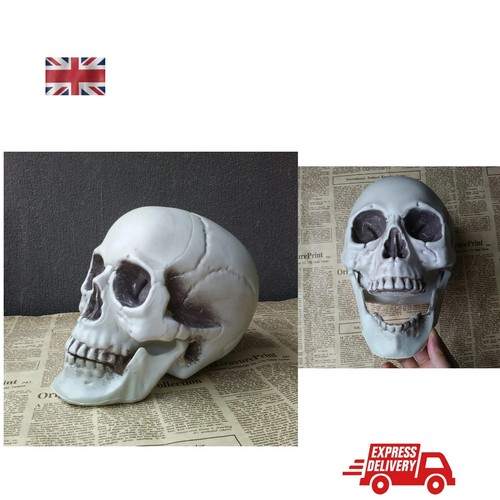 Realistic skull halloween - realistic,