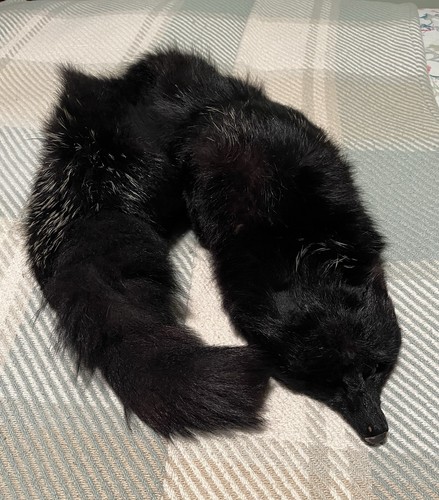 Silver fox fur taxidermy - silver,