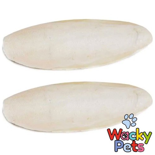 Large cuttlefish cuttle bone - cuttlefish,