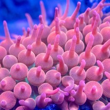 4"+  Aquacultured Rainbow