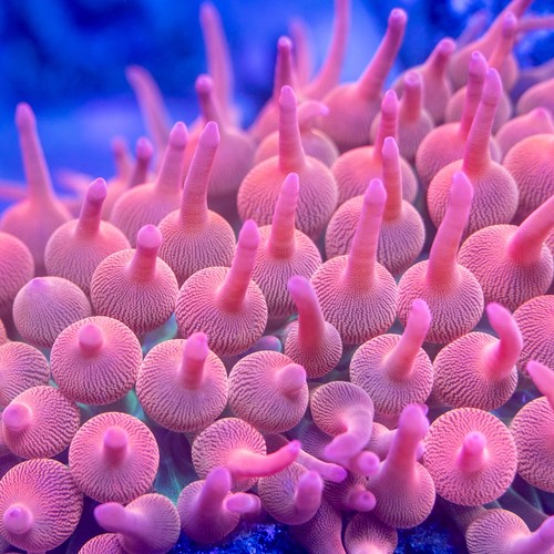 Aquacultured rainbow - ,