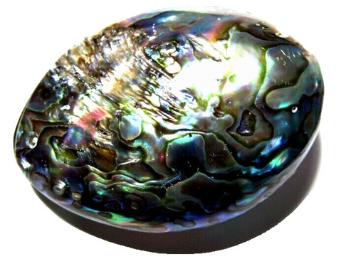 Abulon sea shell - sea,