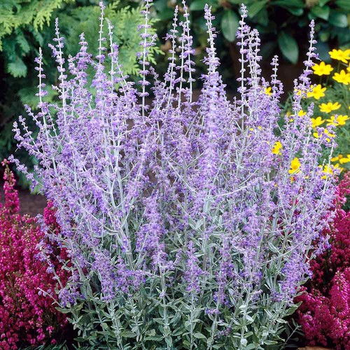 Perovskia atriplicifolia