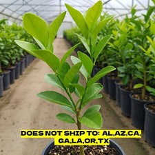 Lime Tree Dwarf Persian