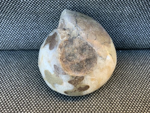 Polished goniatite - polished,