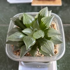 Haworthia Watermelon With The
