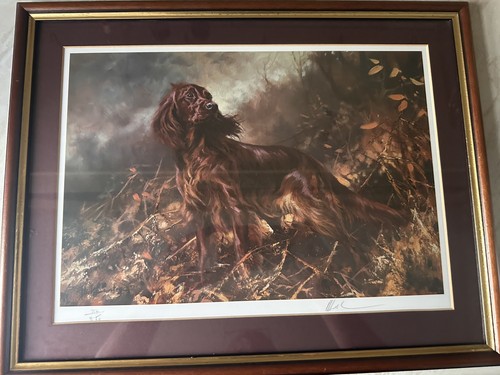 Mick cawston irish setter - cawston,