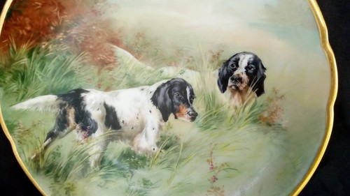 English springer spaniel - springer,