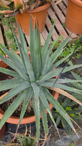 Large agave utahiensis 50cm - ,