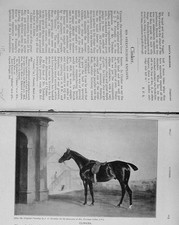 Original Old Antique Print 1913 Horse Clinker Steeplechase Tresham Gilbey Sport