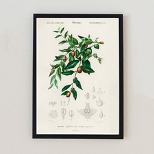 Antique Botanical Plant