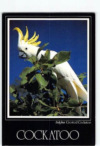 Postcard sulphur crested - sulphur,