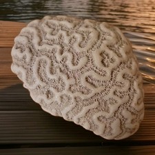 Dried white brain coral - white,