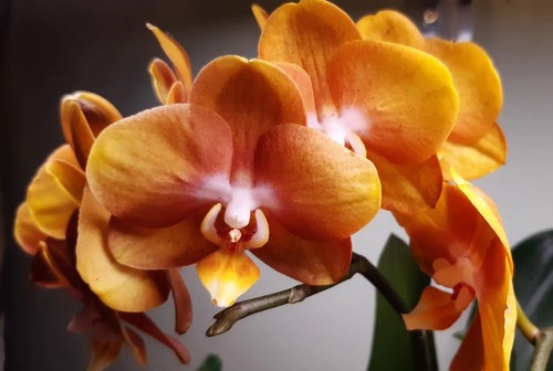Phalaenopsis las vegas - 'las, vegas'