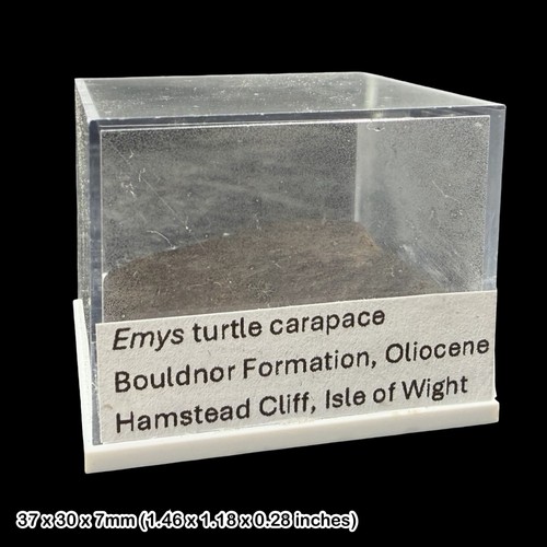 Emys turtle carapace - emys,