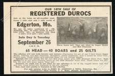 1950 duroc pig photo